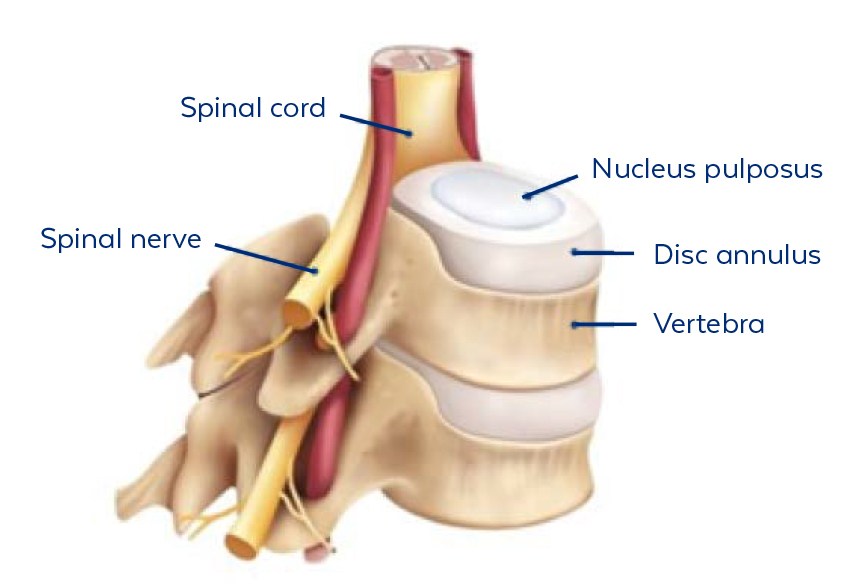 vertebrae anatomy