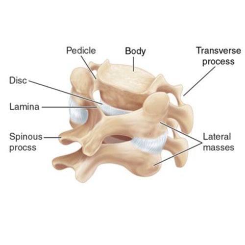 vertebrae anatomy