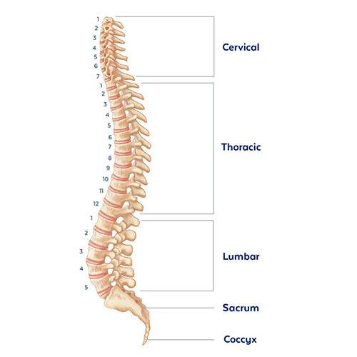 sections of spine