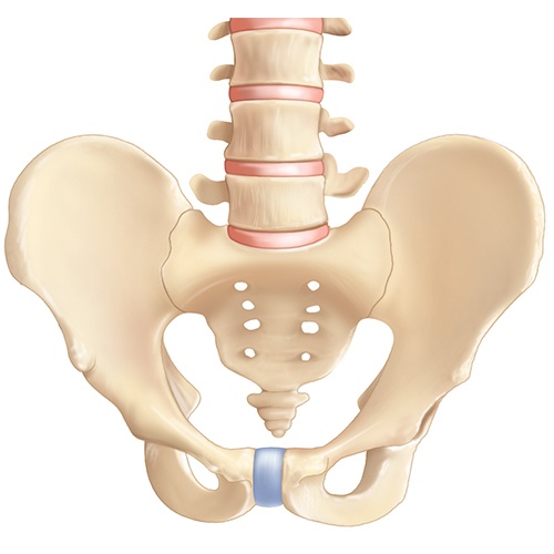 Sacroiliac joint anatomy