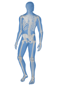 Globus trauma musculoskeletal body