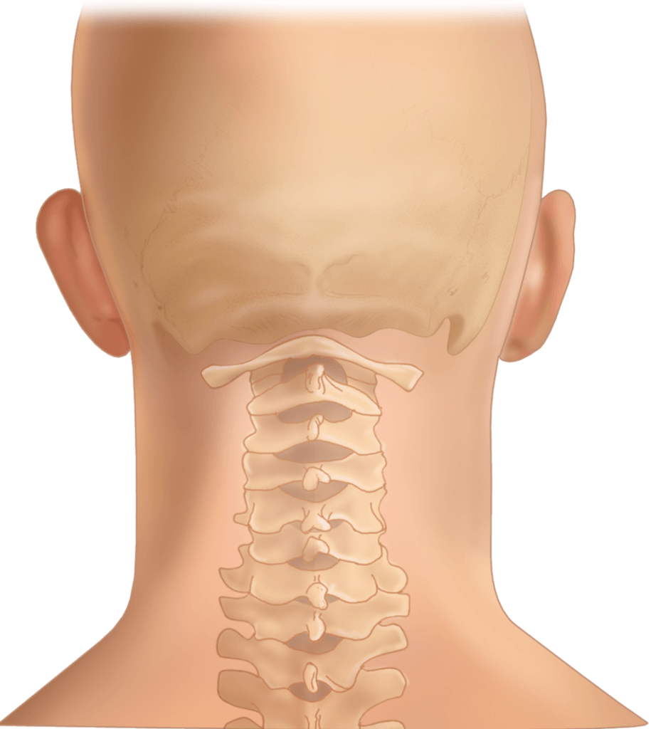 Posterior Cervical Spine